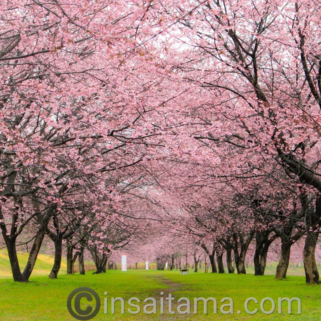 🌸 키타아사바 벚꽃 제방 공원(키타아사바 사쿠라즈츠미 코엔) 이미지 4